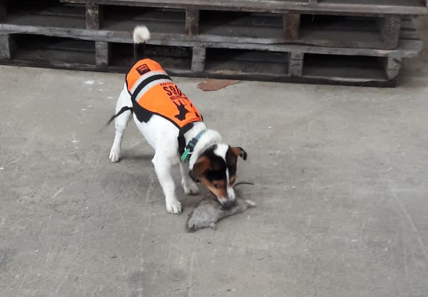 Moki, the biosecurity dog