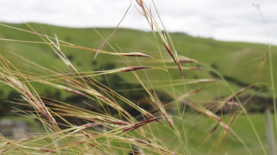 Chilean needle grass close up