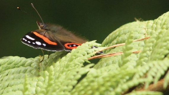 CIRMD front cover snip 4 web