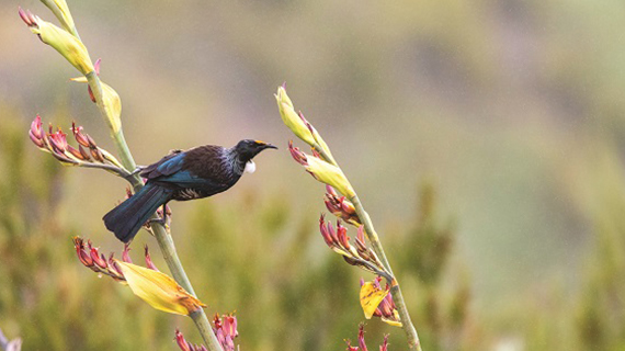 CIC news story LTP 21 31