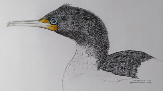 drawing of Chatham Island shag