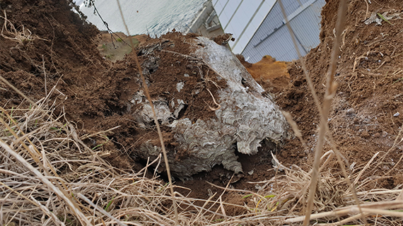 The German wasp nest