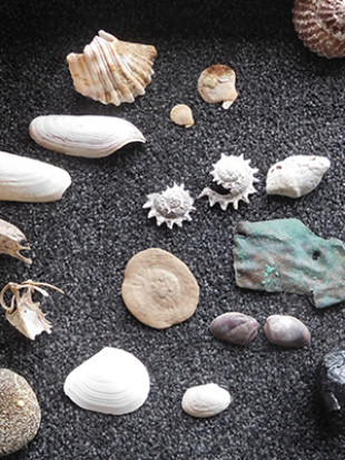 Some beach treasures