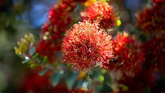 Pohutukawa