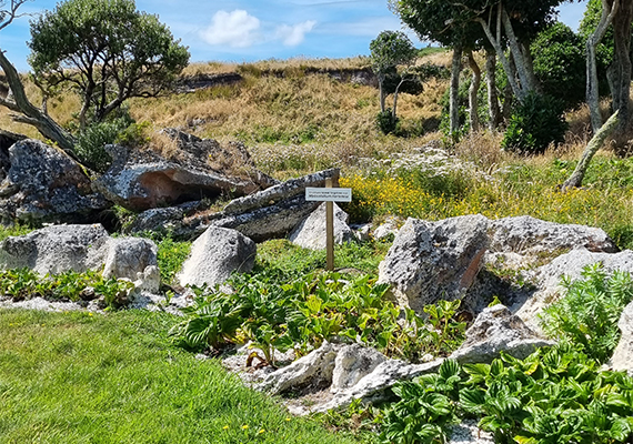Plants at Blind Jim's