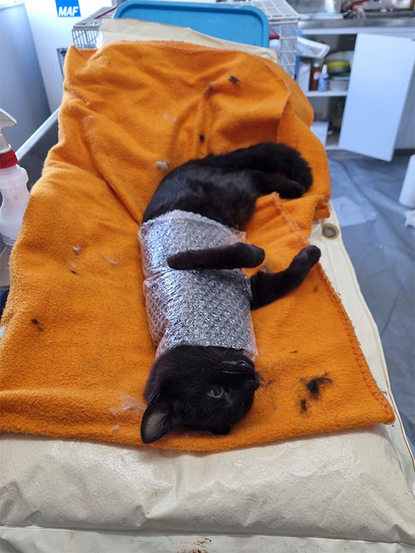 Cat in a 'bubble wrap recovery suit'