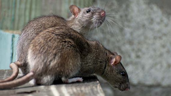 CIC rats