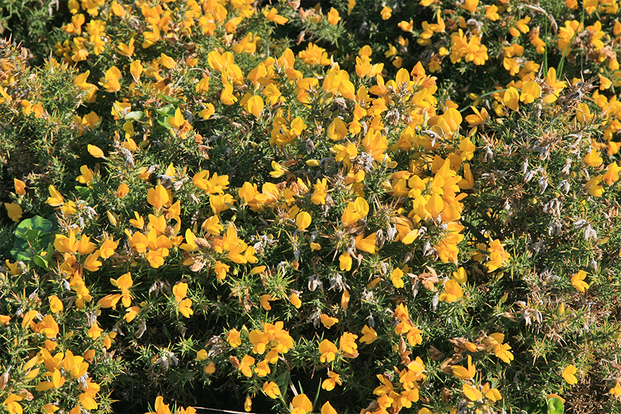 Gorse