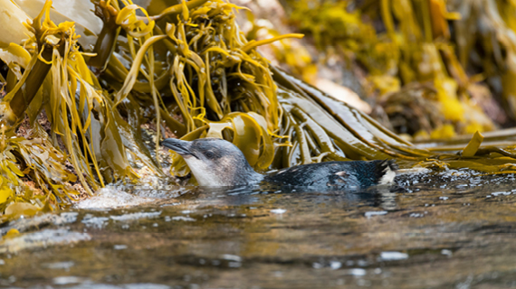 CIC9867 newsStory img penguin 1