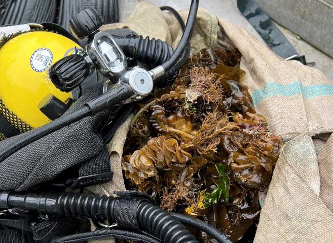 Undaria biosecurity diving2