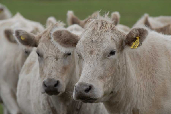 White cows looking into camera