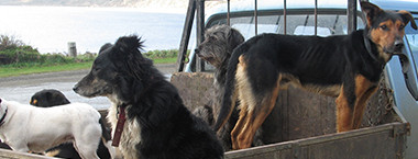 Animal Control Feature