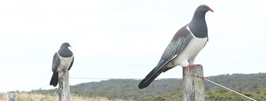 Biodiversity Feature