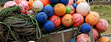 Marine Pests Feature