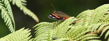 cic resource management