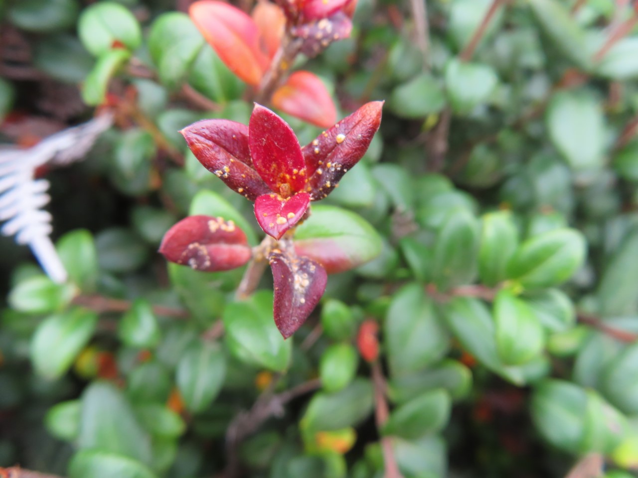 Myrtle rust chilean guava