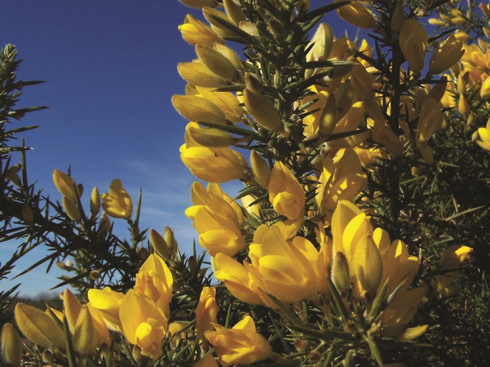 CIC gorse close up