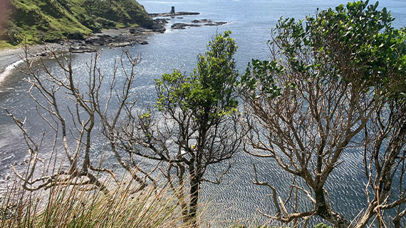 Chathams mobile network