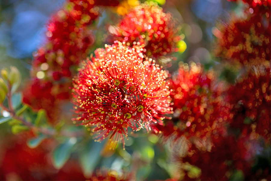 pohutukawa